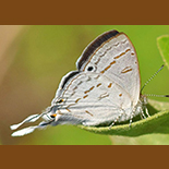 Leptomyrina hirundo